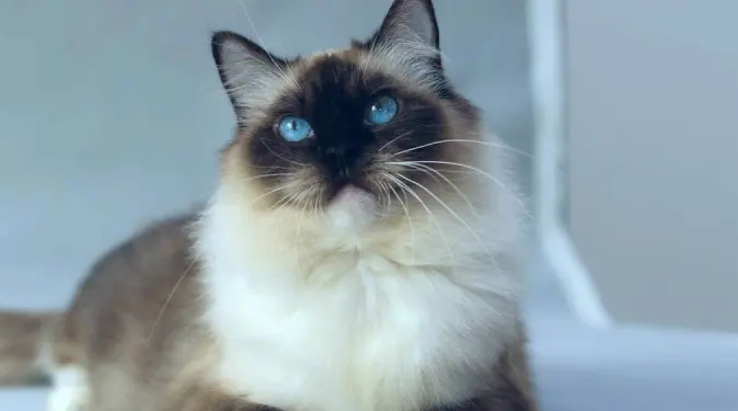 暹罗猫和布偶猫的区别在这里!